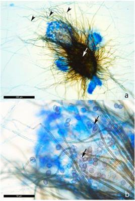 Antimicrobial effect of fungal melanin in combination with plant oils for the treatment of wood